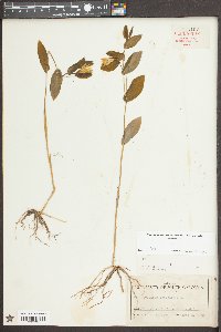 Uvularia perfoliata image