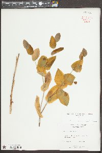 Uvularia perfoliata image