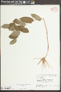Uvularia perfoliata image