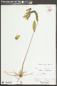 Uvularia perfoliata image