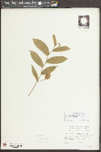 Uvularia sessilifolia image