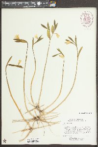 Uvularia sessilifolia image
