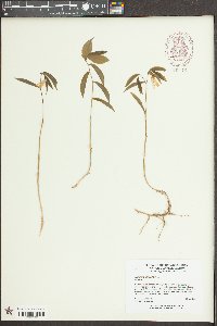 Uvularia sessilifolia image