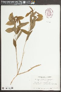 Uvularia sessilifolia image