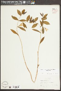 Uvularia sessilifolia image