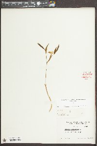 Uvularia sessilifolia image