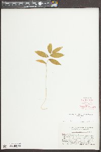 Uvularia sessilifolia image