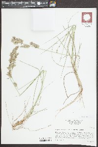 Eragrostis secundiflora image