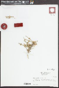 Ephedra antisyphilitica image
