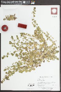 Veronica hederifolia image