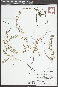 Ludwigia spathulata image