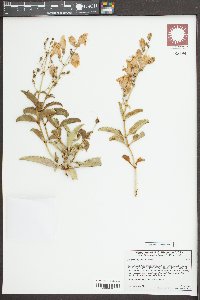 Penstemon grinnellii image