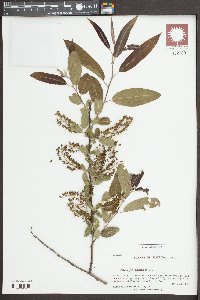 Salix floridana image