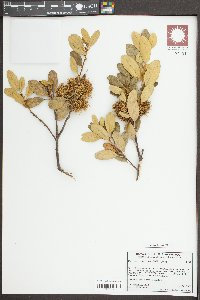 Chrysolepis sempervirens image