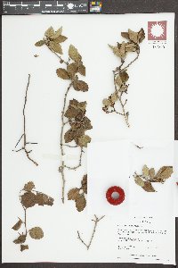 Crataegus uniflora image