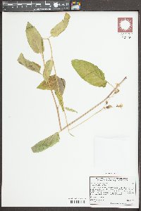 Senecio triangularis image