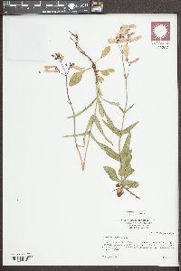 Penstemon laxiflorus image