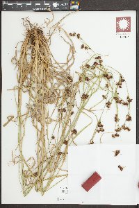 Rhynchospora chalarocephala image