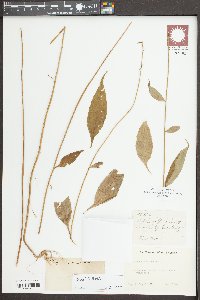 Campanulastrum americanum image
