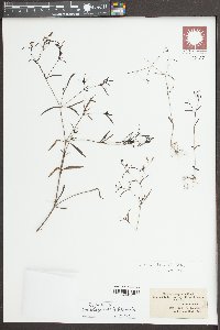 Houstonia tenuifolia image