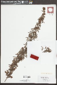 Lespedeza violacea image