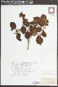 Crataegus calpodendron image