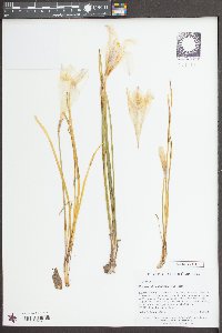 Zephyranthes atamasca image