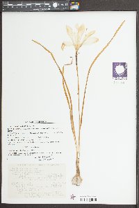 Zephyranthes atamasco image