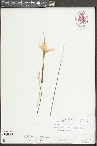 Zephyranthes atamasca image