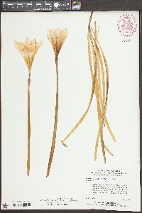 Zephyranthes atamasca image