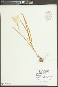 Zephyranthes atamasca image