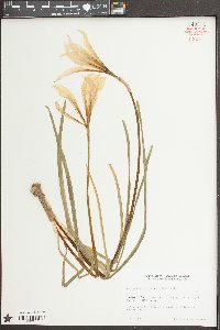 Zephyranthes atamasca image