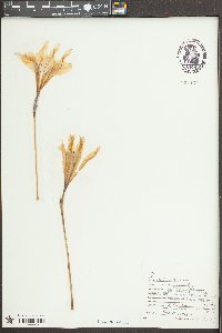 Zephyranthes atamasca image