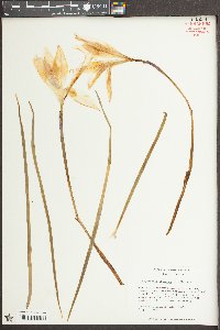 Zephyranthes atamasca image