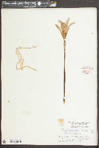 Zephyranthes atamasca image