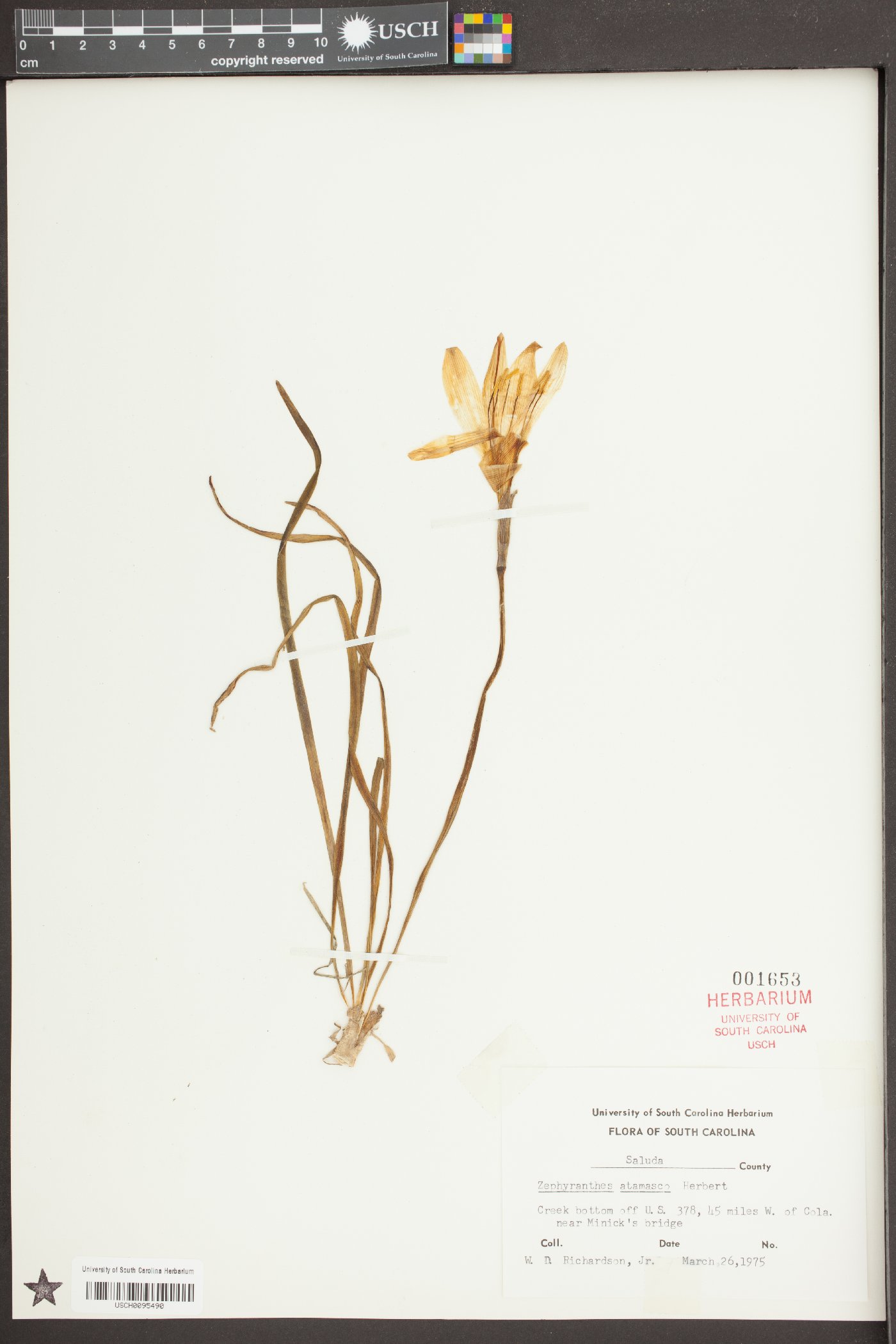 Zephyranthes atamasca image