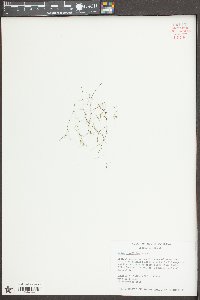Najas gracillima image