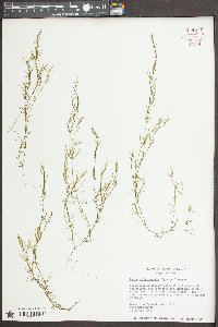 Najas guadalupensis image