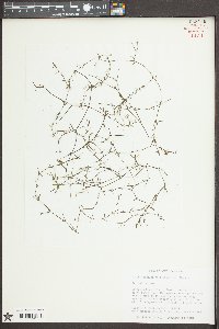 Najas guadalupensis image