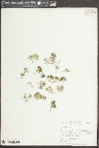 Najas minor image