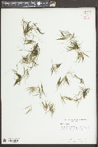 Najas minor image