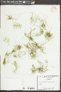 Najas minor image