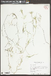Najas minor image