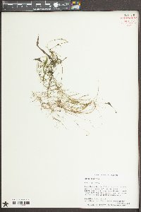 Najas minor image