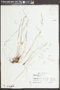 Agrostis elliottiana image