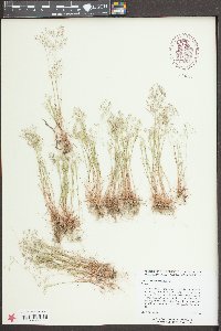Aira caryophyllea image