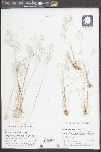 Aira elegans image