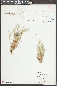 Aira elegans image