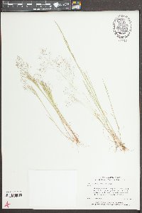 Aira elegans image