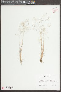 Aira elegans image